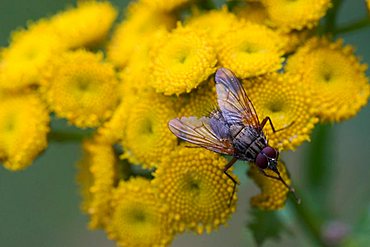 Common Tansies or Mugwort (Tanacetum vulgare) and fly, Bayrischer Wald (Bavarian Forest), Bavaria, Germany, Europe