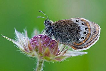 Alpine Heath (Coenonympha gardetta)