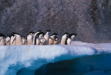 Adelie penguins (Pygoscelis adelieae) on an iceberg, Deception Island, Antarctic