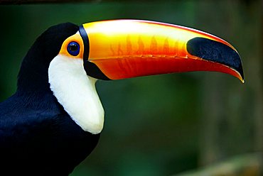 Toco Toucan (Ramphastos toco)