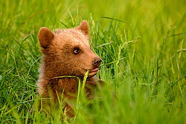 European Brown Bear (Ursus arctos) cub in the grass, Poing Zoo, Munich, Bavaria, Germany, Europe