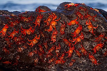 Sally Lightfoot Crabs (Grapsus grapsus), Bartolome Island, Galapagos Islands, UNESCO World Heritage Site, Ecuador