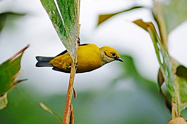 Tropical bird, Costa Rica, Central America