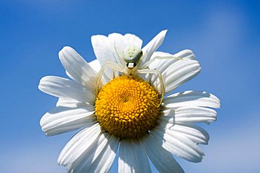 Oxeye Daisy (Leucanthemum vulgare) and crab spider (Misumena vatia)