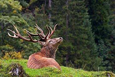 Red Deer (Cervus elaphus), stag, Tirol, Austria, Europe