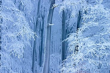 Winter beech forest in Planavy, Bile Karpaty, White Carpathian Mountains, protected landscape area, Moravia, Czech Republic, Europe