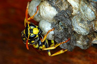 European or Dominulus paper wasp Polistes dominulus doing brood care at the nest