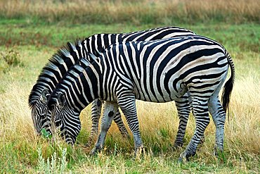 Plains Zebra Equus burchelli Moremi National Park Botswana