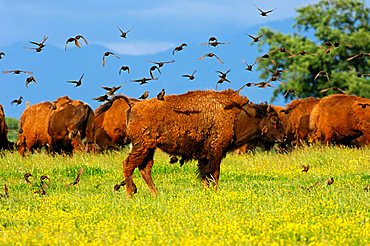 A flock of birds settling on an American Bison (Bison bison), in search of vermin in winter coat