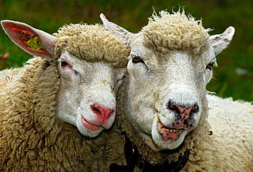 Two sheep in partnership