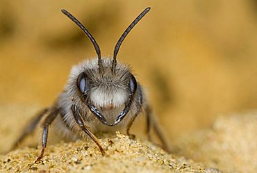 Grey Mining Bee (Andrena vaga), wild bee