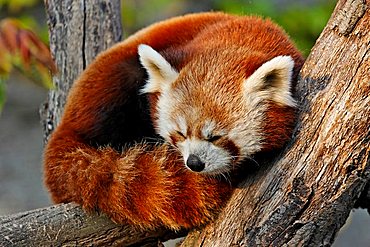 Red Panda (Ailurus fulgens), Schoenbrunn Zoo, Vienna, Austria, Europe