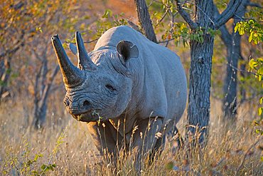 Black Rhinoceros (Diceros bicornis), near Halali, Etosha National Park, Namibia, Africa