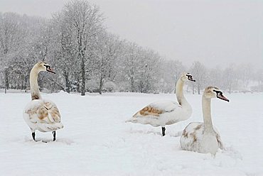 Swans in winter