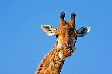 Giraffe (Giraffa camelopardalis), Hluhluwe-Imfolozi National Park, South Africa, Africa