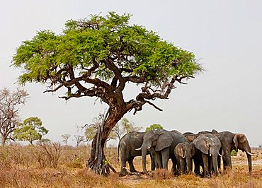 Elephants (Loxodonta africana), Chobe National Park, Botswana, Africa