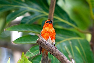 Madagascar Fody (Foudia madagascariensis)