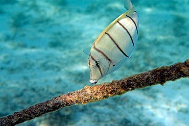 Manani (Acanthurus triostegus)