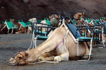 Camel with saddle, National Park Timanfaya, Lanzarote, Canary Islands, Spain