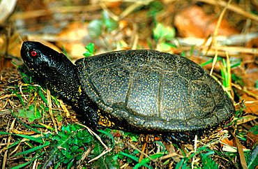 European pond terrapin, Emys orbicularis, male, taking a sun bath