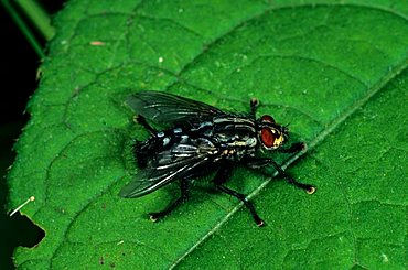 Marbled Grey Flesh Fly (Sarcophaga carnaria)