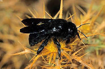 Blue Carpenter Bee (Xylocopa violacea) in search of nectar on a Greek Carline Thistle, Crete, Greece, Europe