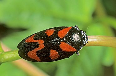 Red-and-black Froghopper beetle (Cercopis vulnerata)