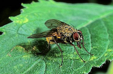 Large housefly (Musca domestica)