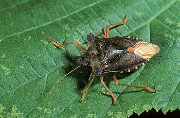 Forest bug (Pentatoma rufipes)