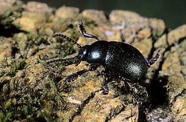 Earth-boring dung beetle (Geotrupes vernalis)