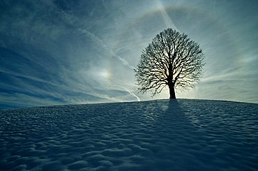 winter tree, linden tree with aura