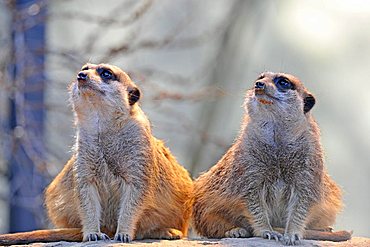 Meerkats or Suricates (Suricata suricatta)