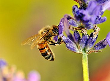 Bee (Apis), feeding, True Lavender (Lavandula angustifolia)