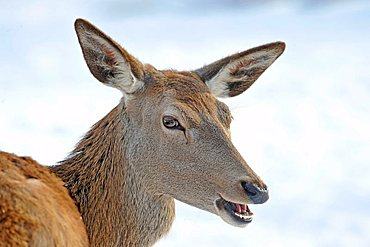 Red deer (Cervus elaphus) in winter, female