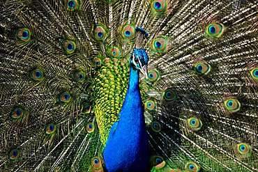 Indian Peafowl (Pavo cristatus) displaying