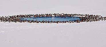 Ducks, swans sitting at a water hole in a frozen lake