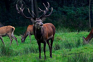 red stag during the rut - red deer (Cervus elaphus)