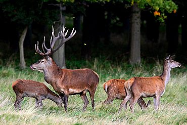 red stag during the rut with hinds - red deer in heat - male and female - behaviour (Cervus elaphus)