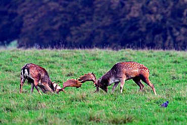 fighting fallow deers during the rut - males (Cervus dama) (Dama dama)