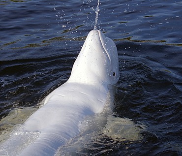 Beluga whale (Delphinapterus leucas), Kareliya, Russia, White Sea, Arctic