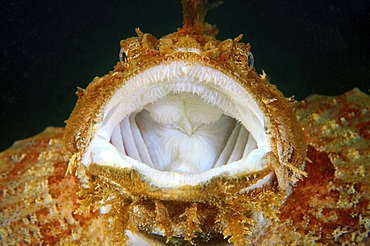 Sea Raven (Hemitripterus villosus), Japan Sea, Far East, Primorsky Krai, Russian Federation