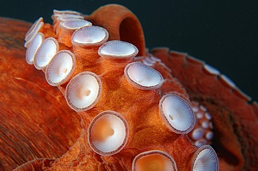 Giant Pacific octopus or North Pacific Giant octopus (Enteroctopus dofleini), Japan Sea, Far East, Primorsky Krai, Russian Federation