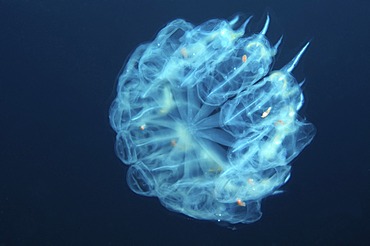 Colony Baker's cyclosalpa (Cyclosalpa bakeri), Japan Sea, Far East, Primorsky Krai, Russian Federation