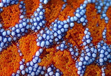 Starfish (Evasterias retifera), close-up, Japan Sea, Primorsky Krai, Russian Federation, Far East