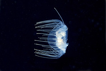 Clinging Jellyfish (Gonionemus vertens), Japan Sea, Primorsky Krai, Russian Federation, Far East