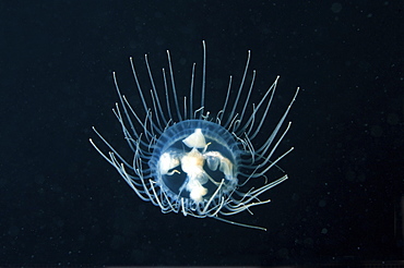 Clinging Jellyfish (Gonionemus vertens), Japan Sea, Primorsky Krai, Russian Federation, Far East