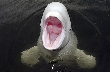 Beluga whale (Delphinapterus leucas), Japan Sea, Primorsky Krai, Russian Federation, Far East