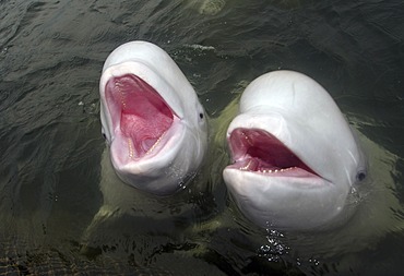 Two Beluga whales (Delphinapterus leucas), Japan Sea, Primorsky Krai, Russian Federation, Far East