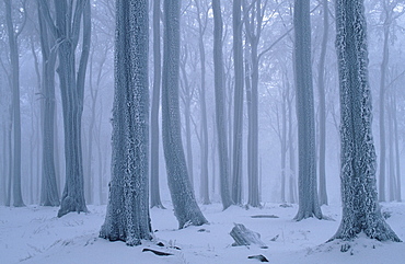 Beech forest in winter, Hessen, Germany / (Fagus sylvatica)