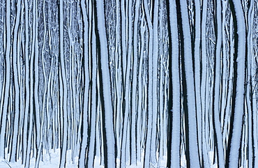 Beech forest in winter, Hessen, Germany / (Fagus sylvatica)